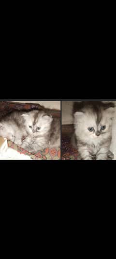 triple coat kittens