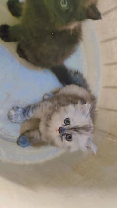 triple coat kittens