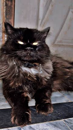 Triple coat Persian cat black