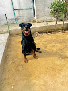 Rottweiler female. Urgent sale