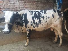 cheap cow for sale 0300 6109886