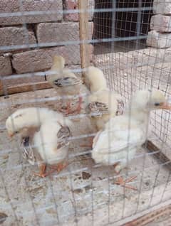 Aseel chicks