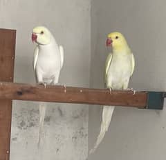 CREAMINO RINGNECK BREADER PAIR