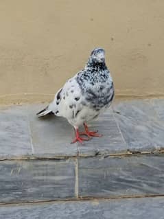 pigeon