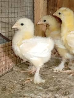 white heavy chicks for sale