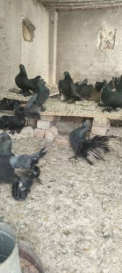 black american fantail pair for sale