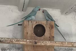 Turquoise blue Ringneck Pair