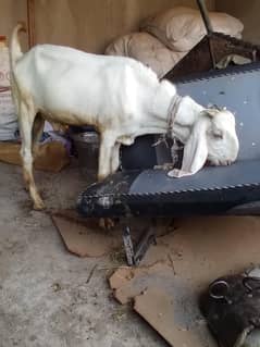 Desi  bakra