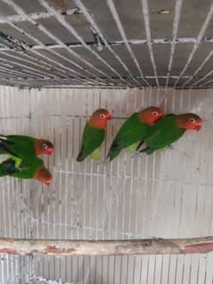 Lovebirds