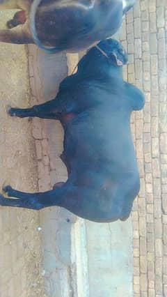 qurbani ka janwar available