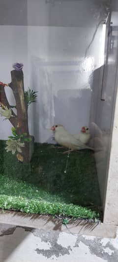 Pasten Fawn Java pair for sale