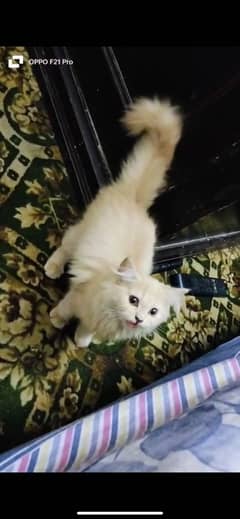 Persian