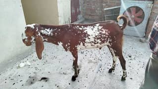Khassi