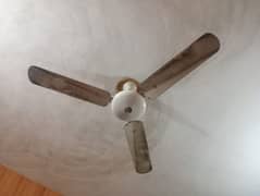 fan