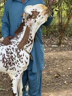 Makhi Cheeni Bakra for sale in Islamabad (price negotiable )