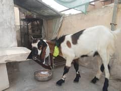 Bakra for sale