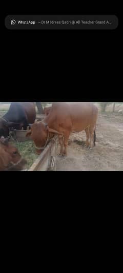 QURBANI WAHRI