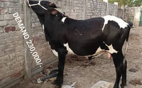 03104594900/03476585599 Qurbani k cattle wera bull cow wacha  bakra