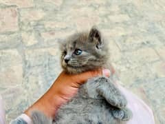grey Persian kitten triple coat green eyes
