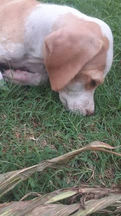 labrador and punter  cross puppy