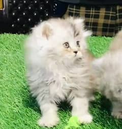 Persian hamalian british punch face piki face cat 03250387943
