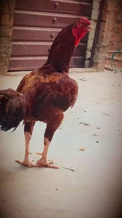 bohat acha ha