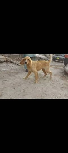 Dog For Sale