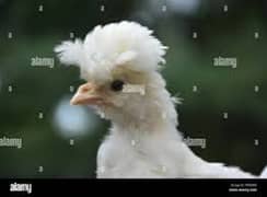 polish  chicks availabale ,fancy ,very high quality ,Gk