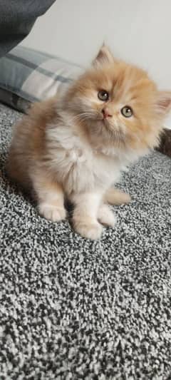 Persian hamalian british punch face piki face cat 03250387943