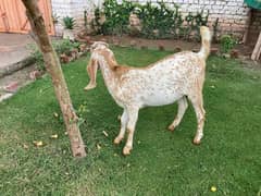 Bakra