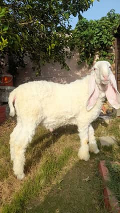 Kajla | Sheep | Qurbani Janwar