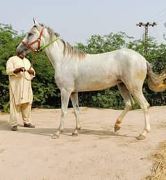 pregnant dawak wachari hight 63
