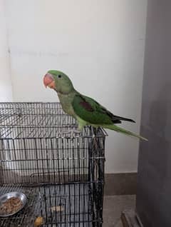 Raw Chick Male