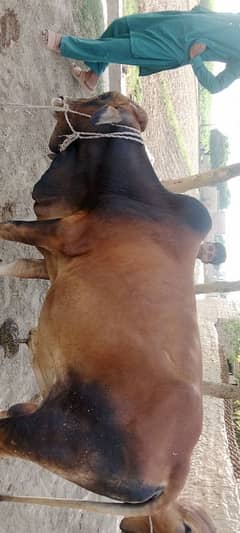 bachera