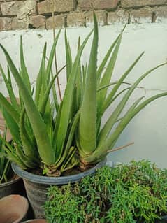Aloevera