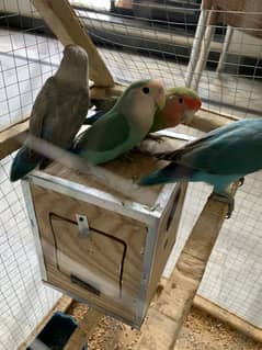 Rosi colli love birds and Dark sea green