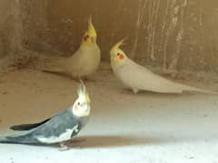 Cockatiel