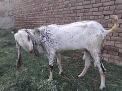 Qurbani