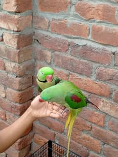 Tame kashmiri parrot pair for seal