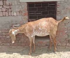 Makhi cheni Bakri for sale munasib qemat