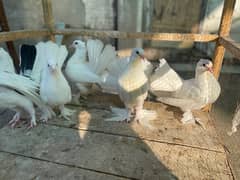 piegons