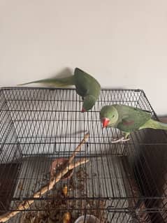 Raw parrot pair for sale.