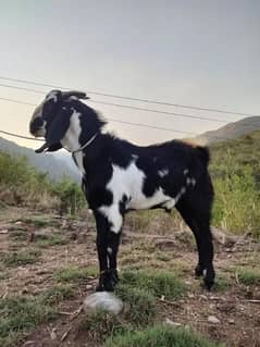 Qurbani 2025 +92 370 0363030 whatsapp