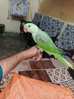 raw parrot big size