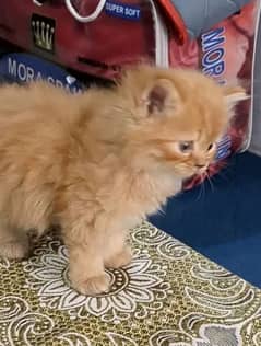 Persian cat for sale male or female my WhatsApp03286487884