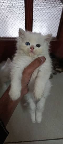persian kittens