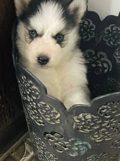 Siberian Husky Male Puppy | Blue eyes woolly. 03234414509 WhatsApp