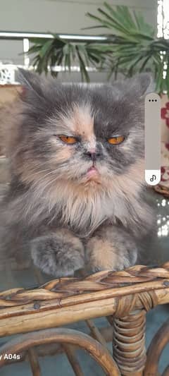 tow female breader cat looking for new home ginger one