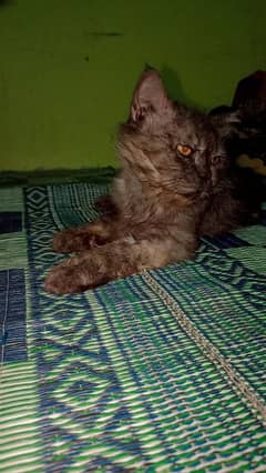 male cat very friendly with everyone