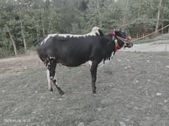 بیل برائے فروخت